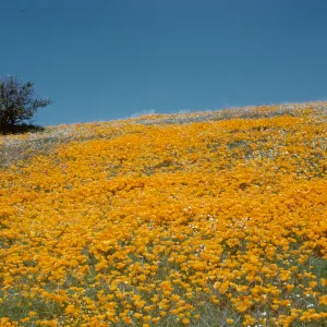hillside of poppies with blue sky