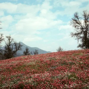 wildflower display near Glennville