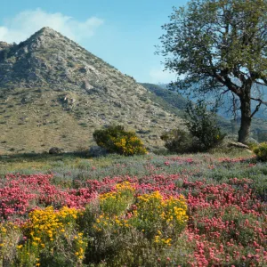 Rabbit brush and owl's clover near Kernville