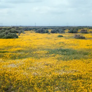 field of wildflowers