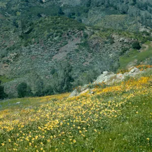 wildflowers
