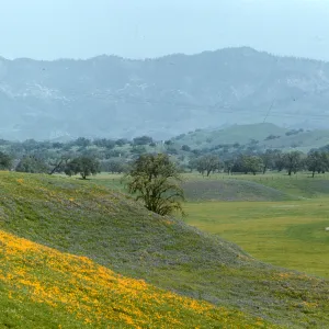 poppies and lupine, Foxen Canyon