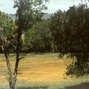 goldfields, Santa Ynez, wildflowers