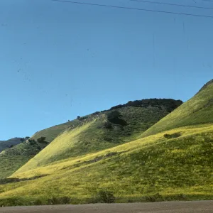 mustard covered hill slopes