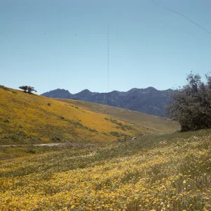 wildflowers, Madulce Peak from Santa Barbara Potrero