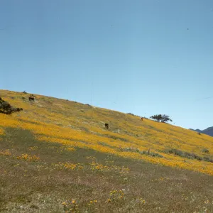 goldfields, Lasthenia sp., Santa Barbara Potrero