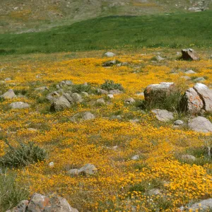 goldfields at de la Guerra Springs