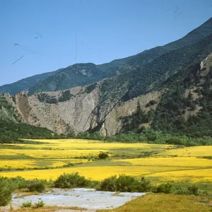 field of tidy tips, upper Pirue Creek