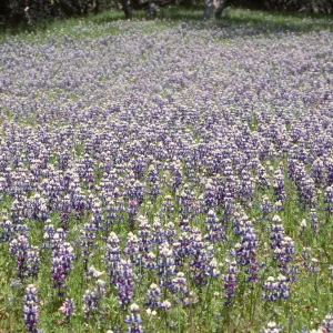 Lupines