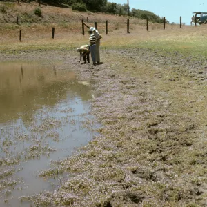 vernal pool, Mt Abel
