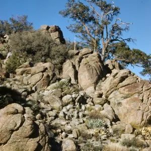 old pinon pine