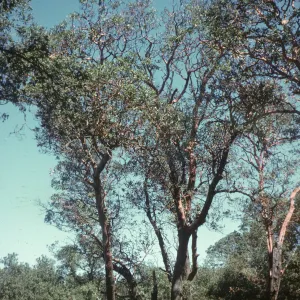 Quercus agrifolia (Coastal Live Oak)