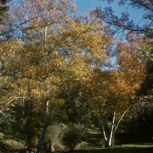 oak woodland, Figueroa