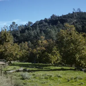 oak woodland, Figueroa
