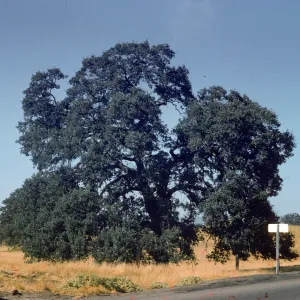 oak savanna, western Sierras