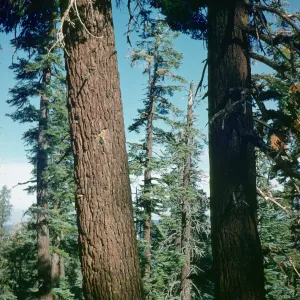 red fir forest, Lake Tenaya