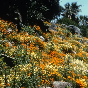 Campbell Trail rock garden 1962