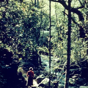 walking the Canyon Trail by Mission Creek, SBBG