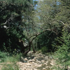 Mission Creek above Mission Dam