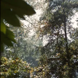 Mission Canyon tree canopy from the Mission Dam