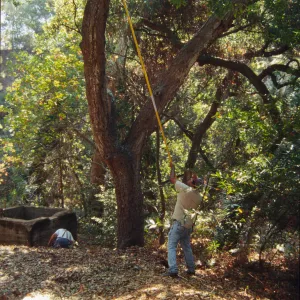 trimming an oak tree, working on the old Mission Aqueduct