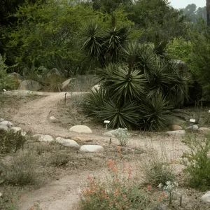 SBBG Desert Section
