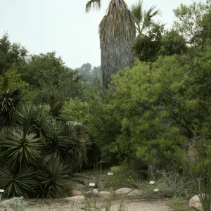 SBBG Desert Section