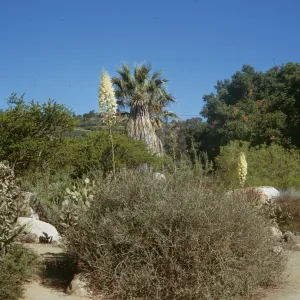 SBBG Desert Section