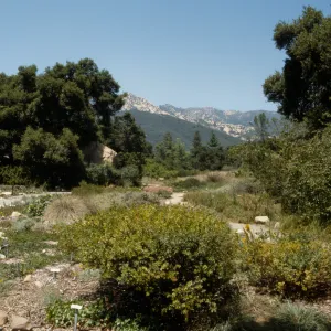 SBBG Meadow, adjacent to construction of the Desert Wash