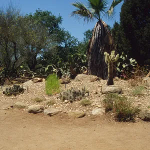the Desert Mound