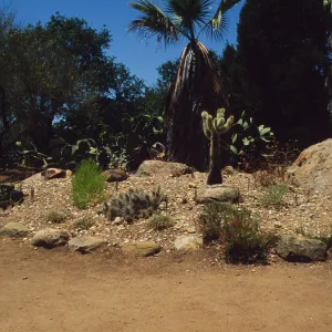 the Desert Mound