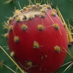 Opuntia (Prickly-pear) fruit