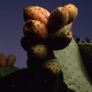 Opuntia (Prickly-pear) fruit