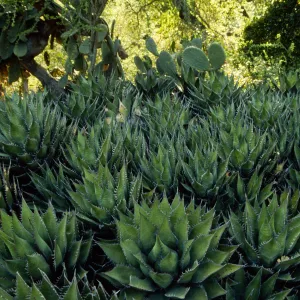 Agave shawii 