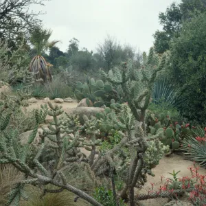 SBBG Desert Section