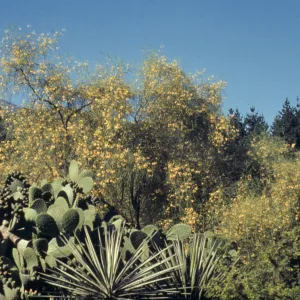 SBBG Desert Section