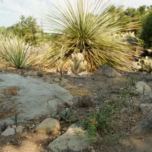 SBBG Desert Section