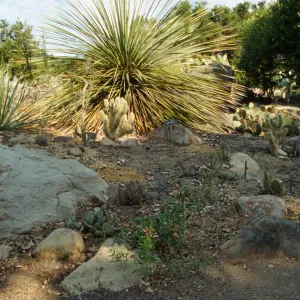 SBBG Desert Section