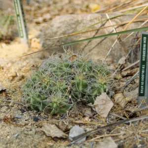 Echinocereus triglochidiatus