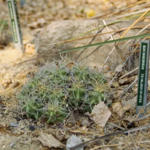 Echinocereus triglochidiatus