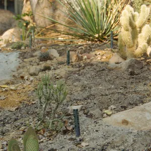 cactus species growing in SBBG Desert Section