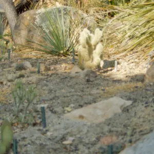 SBBG Desert Section