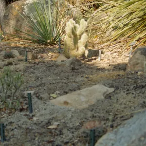 SBBG Desert Section