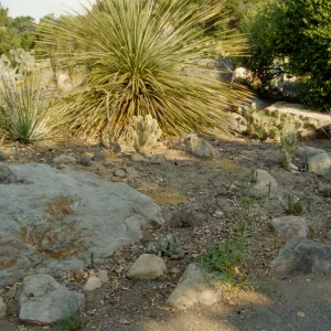 SBBG Desert Section