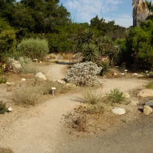 SBBG Desert Section