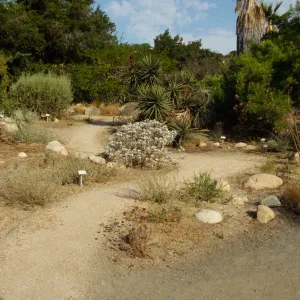 SBBG Desert Section
