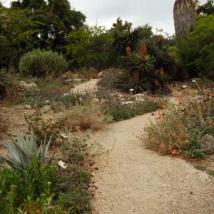 SBBG Desert Section, desert wash