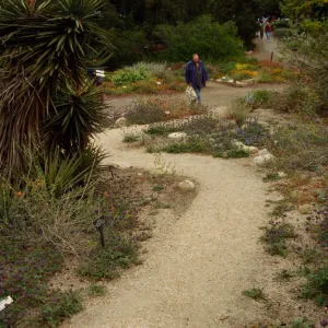 SBBG Desert Section, desert wash