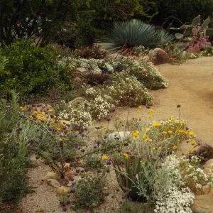 SBBG Desert Section, desert wash in bloom