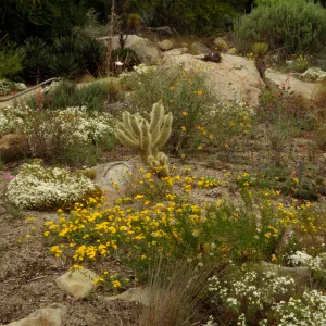 wildflowers bloom in the SBBG Desert Section